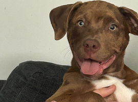 6 month old merle pup for sale