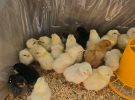 1day old chicks Mix breed