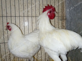 Pair of German langshan Bantam