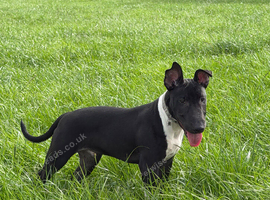 English Bull Terrier Male