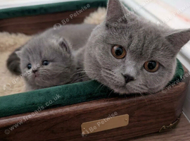 kittens for sale