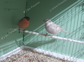 siberian mutation bullfinch pair