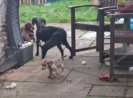 Patterpoo puppies