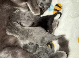 Kittens