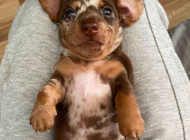Ready to find there forever homes end of August