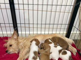 3 beautiful female Jackchi puppies left for sale