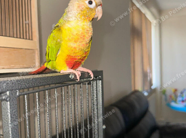 Pineapple Cheeked Conure
