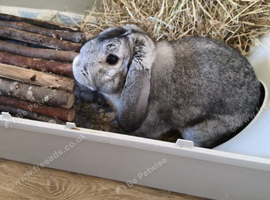 Grey mini lop