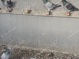 I have. Same Racers pigeons