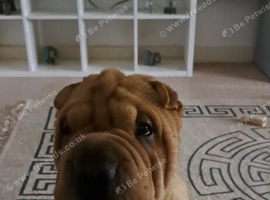 7 month old male