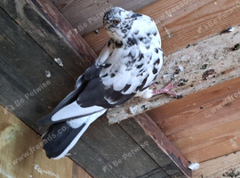 Pigeon