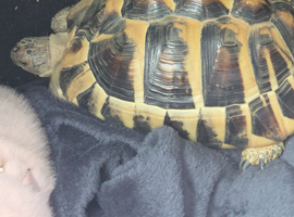 Extra large Hermann tortoise