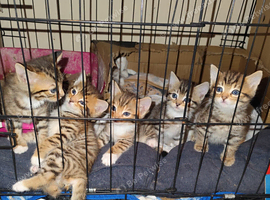 Bengal x kittens
