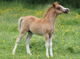 Welsh Section A Filly Foal ready at weaning