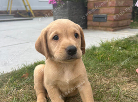 A stunning litter