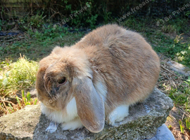 Pure bred female adult mini lop
