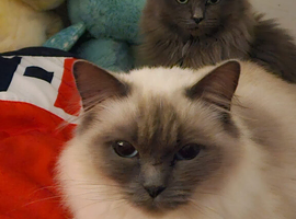 Ragdoll cross main coon kitten for sale