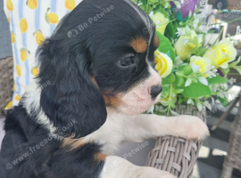 Beautiful Cockalier puppies
