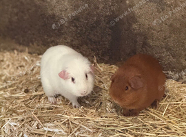 Guinea pigs