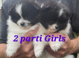 Pedigree Pomeranian puppies for sale