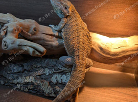 Bearded dragon female