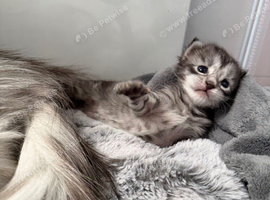 Mainecoon