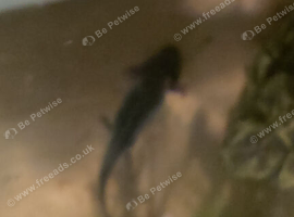 3month old dark axoloto