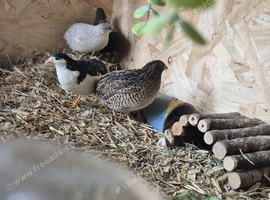 Male Chinese painted quail