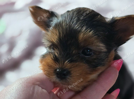 Yorkshire Terrier puppies for sale