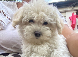 3 Bichon Frise puppies