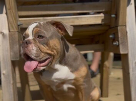 OLDE ENGLISH BULLDOG