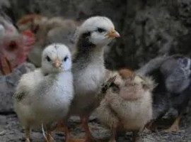 Baby chicks