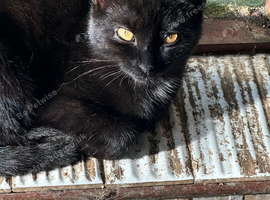 Stunning black kittens with amber eyes