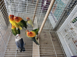 Proven breeding pairs  lovebirds for sale