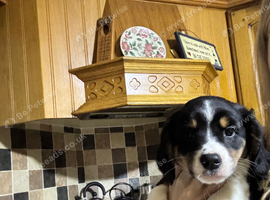Border collie/cavalier King Charles spaniel pups