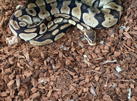Various morphs