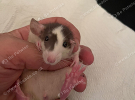 6-7 weeks old female rats