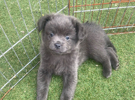 Fluffy and short haired French bulldog x German spitz