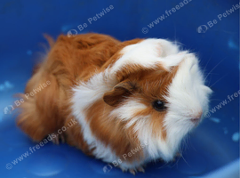 3 Peruvian Baby Boars