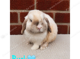 Pure breed mini lop