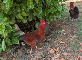 Rhode island red cockerel