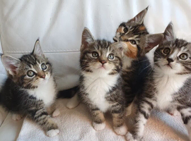 Maine coon cross kittens