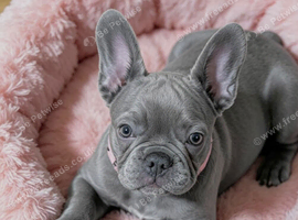 Blue Frenchie female