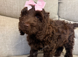 Very small F1 cockapoo puppies for sale