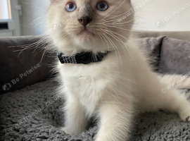 ragdoll kittens