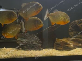 Red belly piranhas