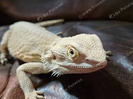 Male bearded dragon ( Rescue )