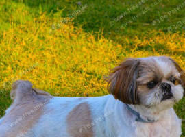 Wanted Shih Tzu or similar/cross breed