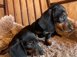Adorable Miniature Dachshund puppies