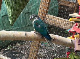blue male conure